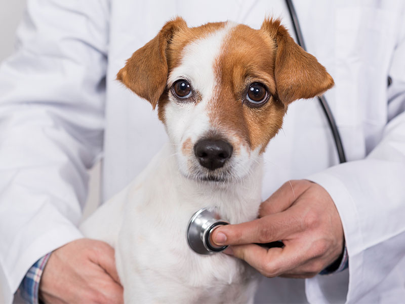 a-dog-with-a-stethoscope-on-its-neck