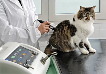 a-cat-being-examined-by-a-doctor