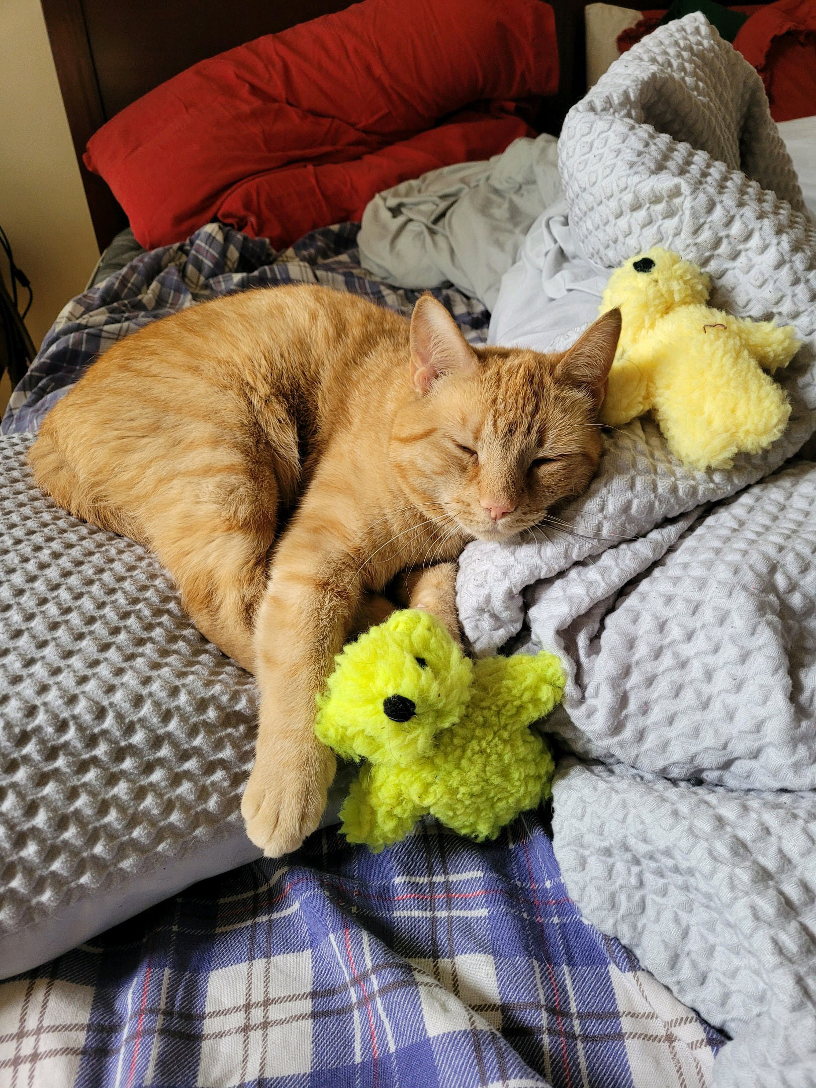 a cat sleeping on a blanket with stuffed animals