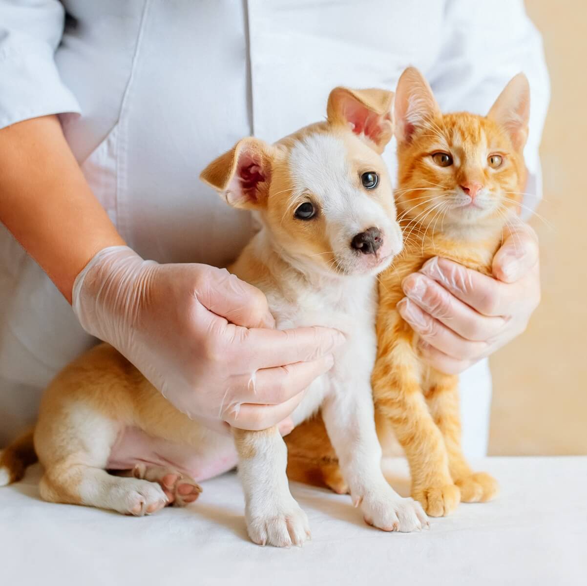 vet-examining-a-dog-cat