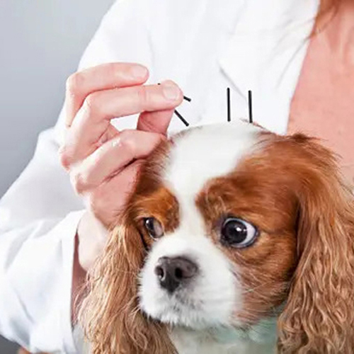 a person holding a dog with acupuncture needles<br />
