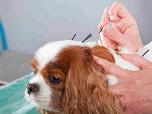 a person holding a dog with acupuncture needles