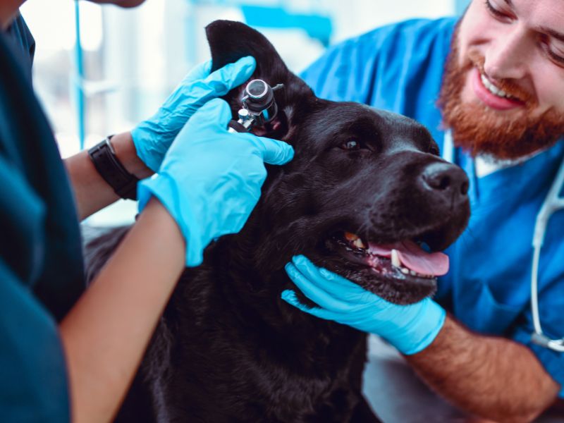 vet examining dogs ear