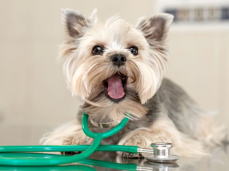 dog wearing a stethoscope<br />
