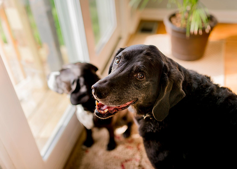 two black dogs standing by glass door of home