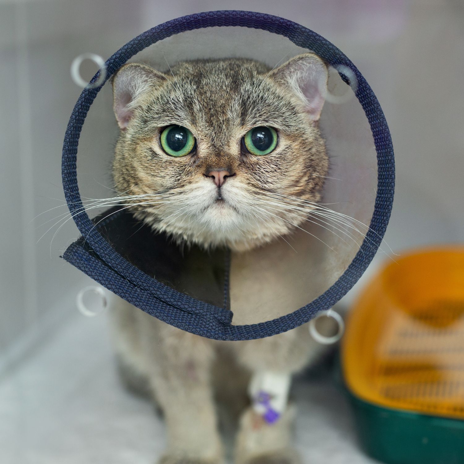 cat wearing a surgery cone