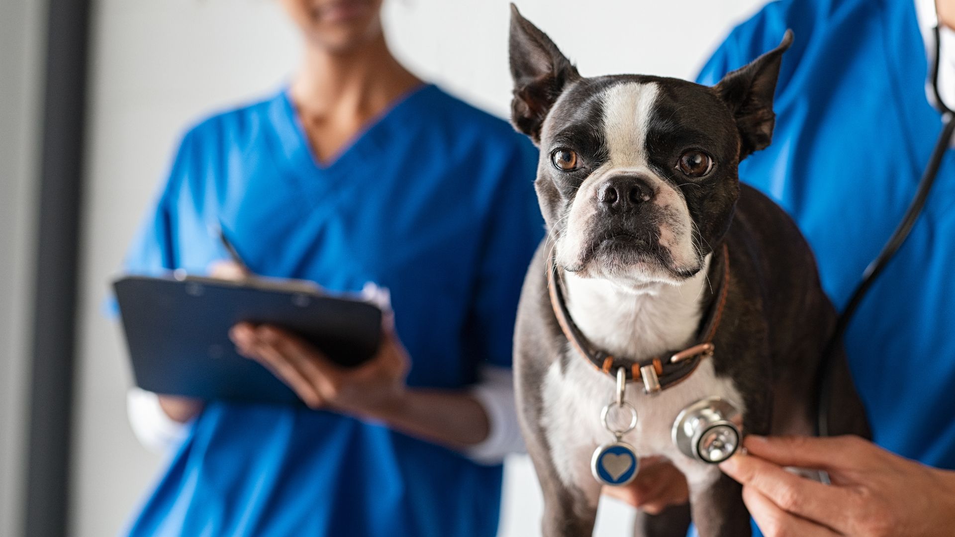 Pet General Wellness In CastletonOnHudson, NY Drumm Vet