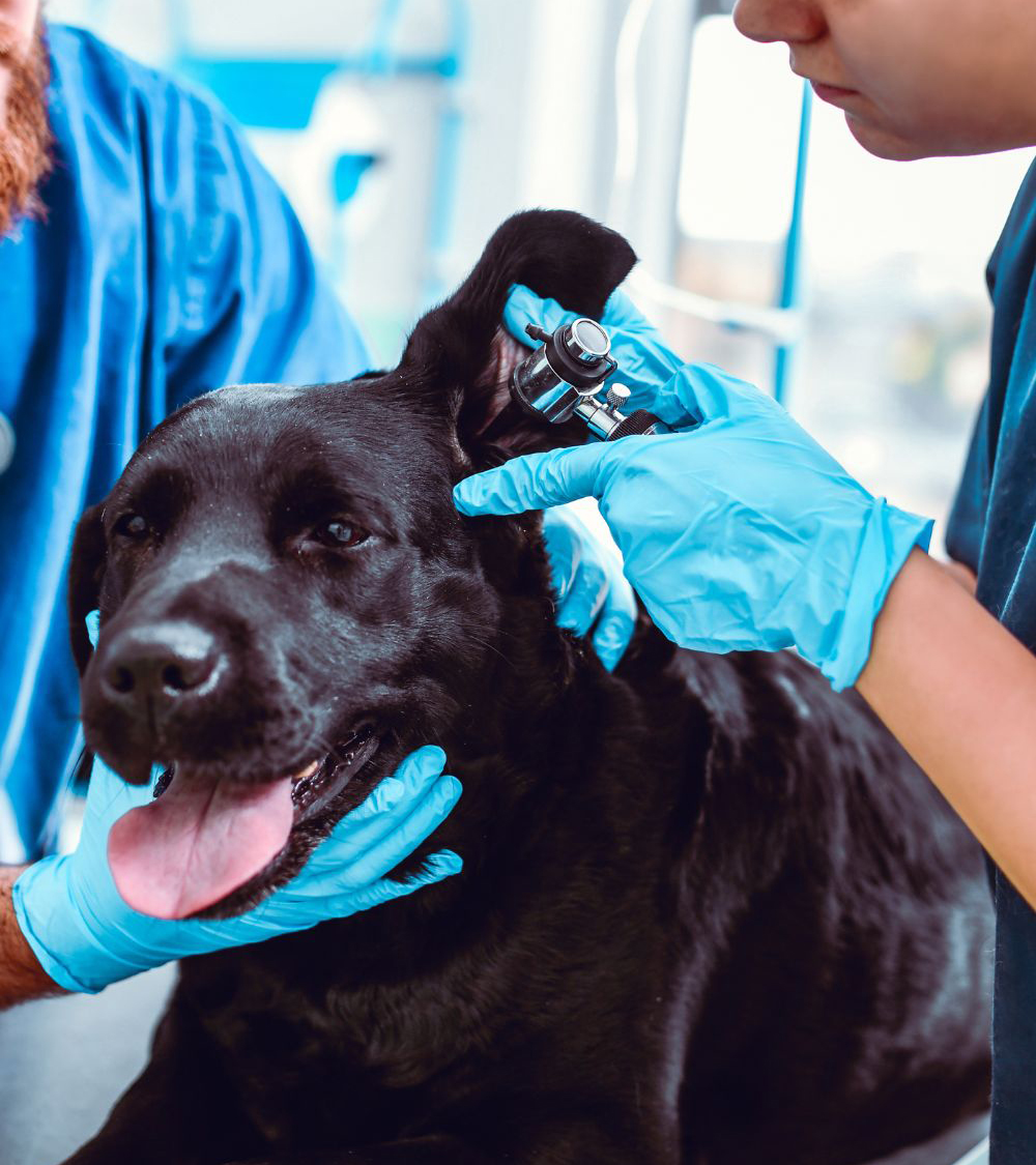 vet examining dogs ear